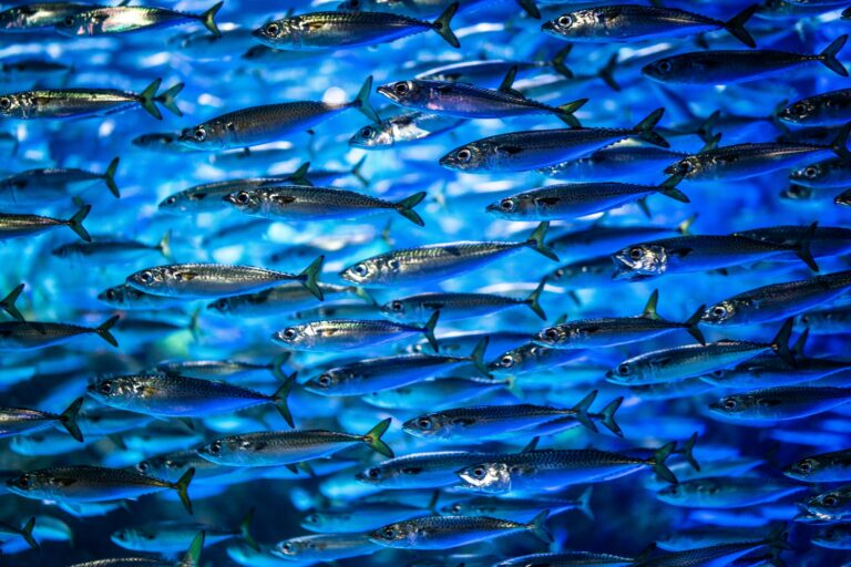 Sardines swimming