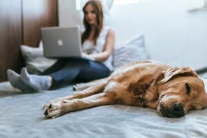 Lady sitting with a laptop in the background. Sleeping dog in the foreground.