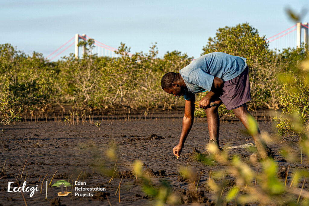 Man in foreground planting trees.