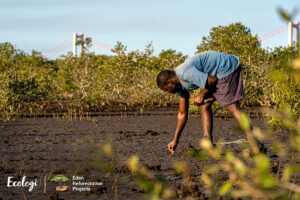 Man in foreground planting trees.